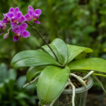 lišajovec fialový (Phalaenopsis violacea) – fotografia rastliny