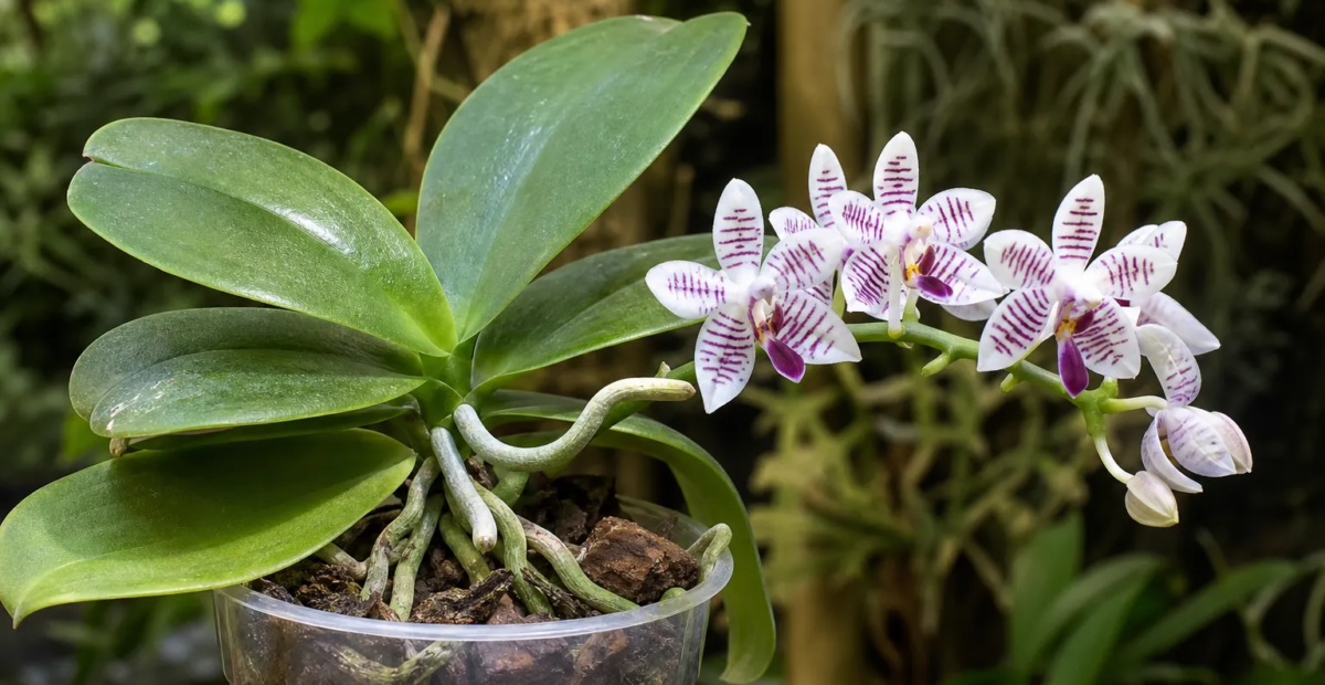 lišajovec filipínsky (Phalaenopsis lueddemanniana) – fotografia rastliny