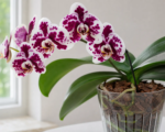 Lišajovec; pri tomto konkrétnom hybride sa používa najmä názov Phalaenopsis ‘Harlequin’ (Phalaenopsis ‘Harlequin’)