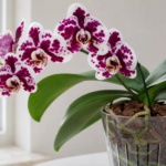 Lišajovec; pri tomto konkrétnom hybride sa používa najmä názov Phalaenopsis 'Harlequin'