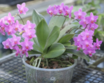 Lišajovec rytiersky (Phalaenopsis equestris) – pestovanie a starostlivosť