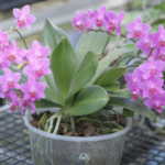 lišajovec rytiersky (Phalaenopsis equestris) – fotografia rastliny