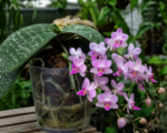 Lišajovec Schillerov (Phalaenopsis schilleriana) – pestovanie a starostlivosť