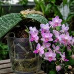 lišajovec Schillerov (Phalaenopsis schilleriana) – fotografia rastliny