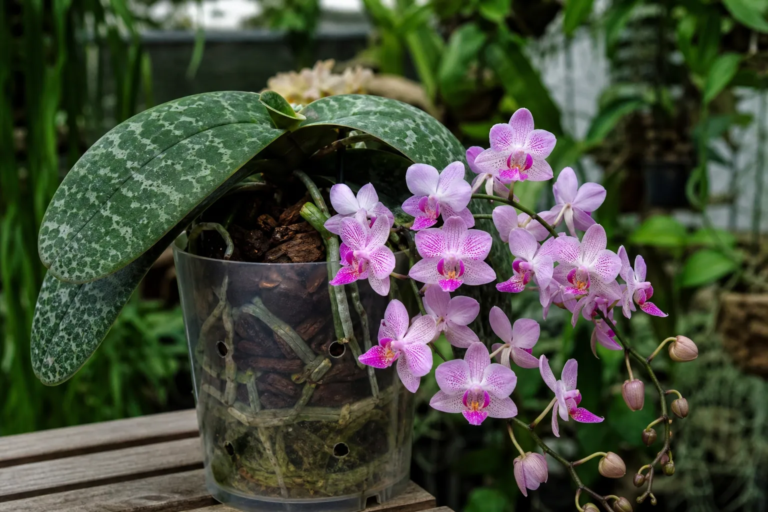 Phalaenopsis schilleriana