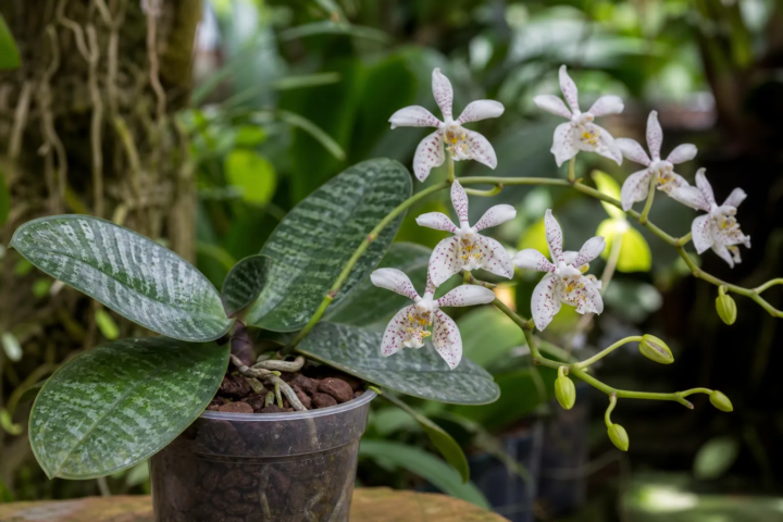 Phalaenopsis stuartiana