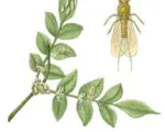 Long-tailed mealybug