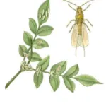 Long-tailed mealybug