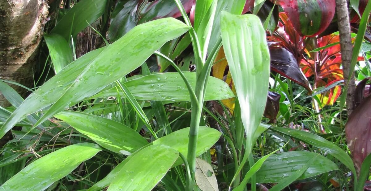Lucky Bamboo (Dracaena sanderiana) – Pflanzenfoto