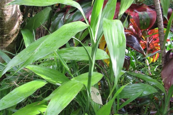 Dracaena sanderiana