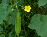 Lufa hranatá (Luffa acutangula) – pestovanie a starostlivosť