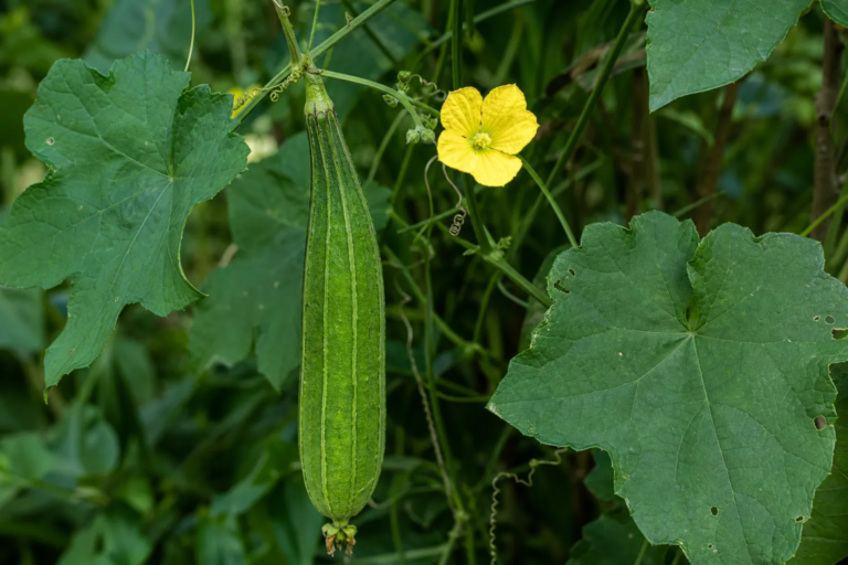 Luffa acutangula