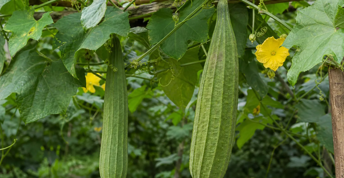 lufa valcovitá (Luffa aegyptiaca) – fotografia rastliny