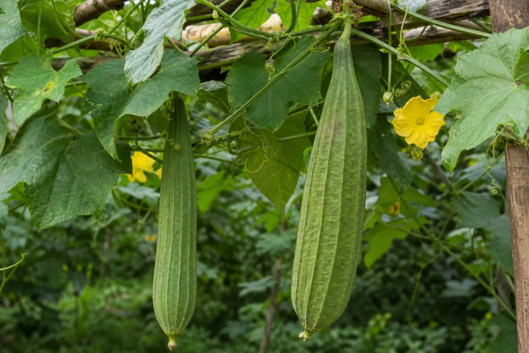 Luffa aegyptiaca