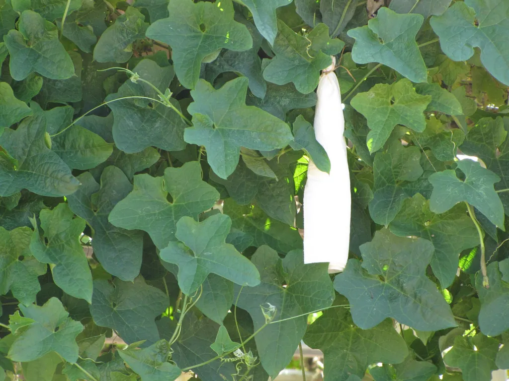 lufa hranatá (Luffa acutangula) – plody zblízka, fotografia rastliny
