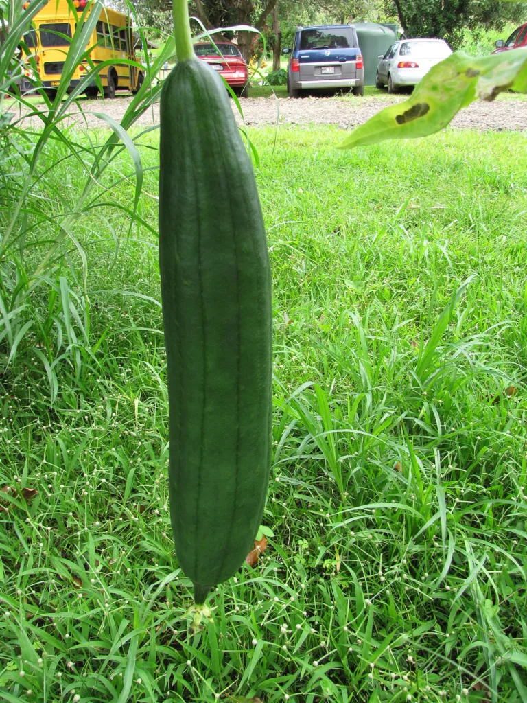 lufa hranatá (Luffa acutangula) – plody zblízka, fotografia rastliny