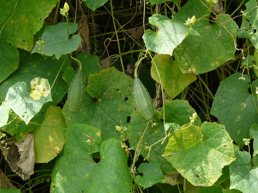 lufa hranatá (Luffa acutangula) – v prirodzenom prostredí, fotografia rastliny