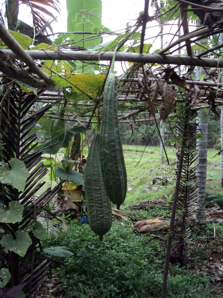 lufa hranatá (Luffa acutangula) – typický vzhľad, fotografia rastliny