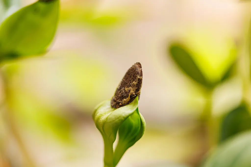 Schwammkürbis (Luffa aegyptiaca) – typisches Erscheinungsbild, Pflanzenfoto