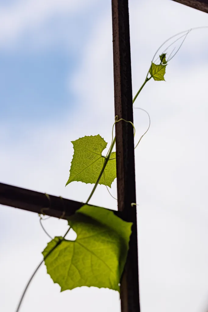 Schwammkürbis (Luffa aegyptiaca) – typisches Erscheinungsbild, Pflanzenfoto