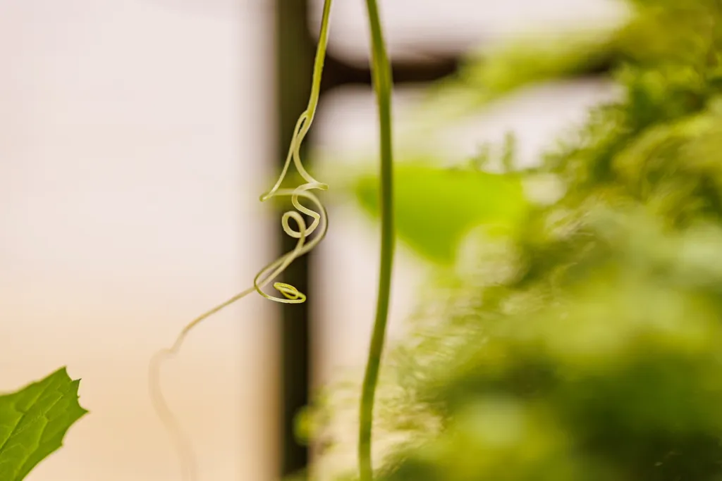 Schwammkürbis (Luffa aegyptiaca) – typisches Erscheinungsbild, Pflanzenfoto