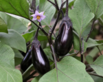 Ľuľok baklažánový (Solanum melongena) – pestovanie a starostlivosť