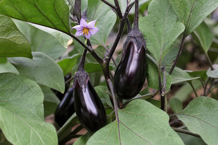 Solanum melongena