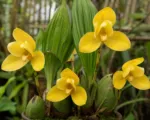 Lycaste aromatica care guide