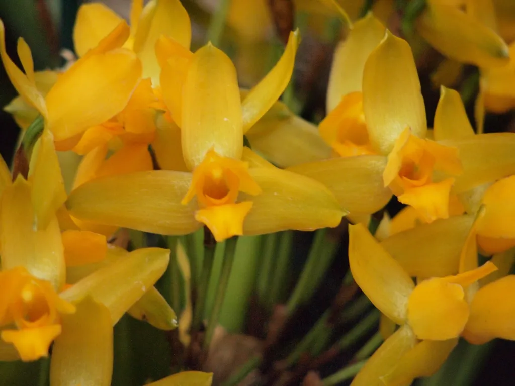 Lycaste aromatica – (Lycaste aromatica) – Blüten in Nahaufnahme, Pflanzenfoto