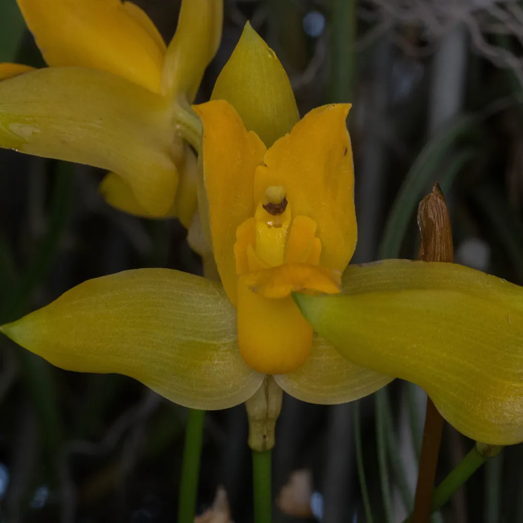 Lycaste aromatica – (Lycaste aromatica) – Blüten in Nahaufnahme, Pflanzenfoto