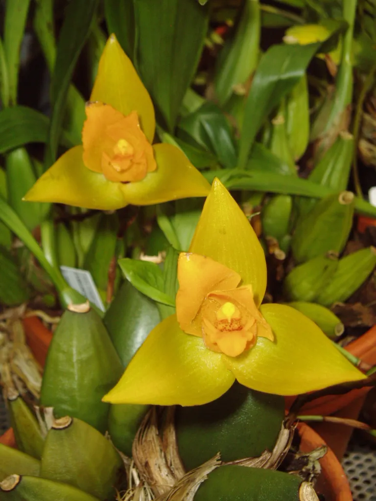 Lycaste aromatica – (Lycaste aromatica) – im Garten, Pflanzenfoto