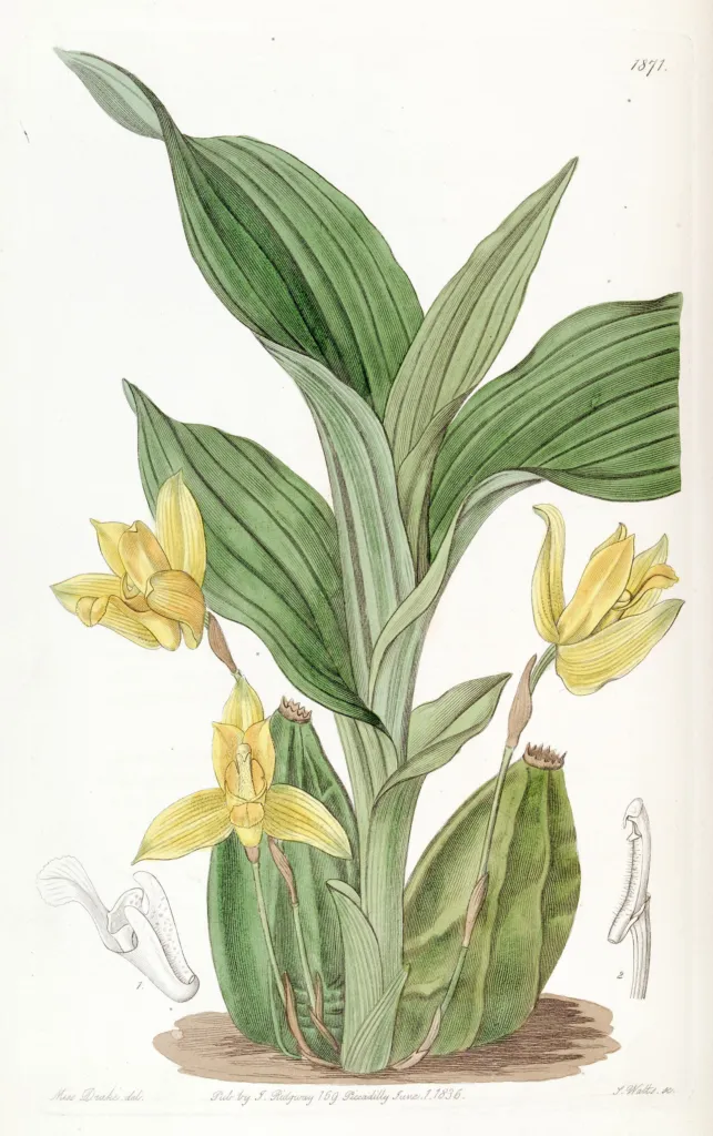 Lycaste aromatica – (Lycaste aromatica) – typisches Erscheinungsbild, Pflanzenfoto