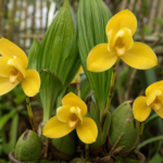 Lycaste aromatica – (Lycaste aromatica) – Pflanzenfoto