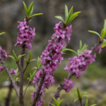 lykovec jedovatý (Daphne mezereum) – fotografia rastliny