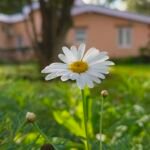 Magerwiesen-Margerite (Leucanthemum vulgare) – Pflanzenfoto