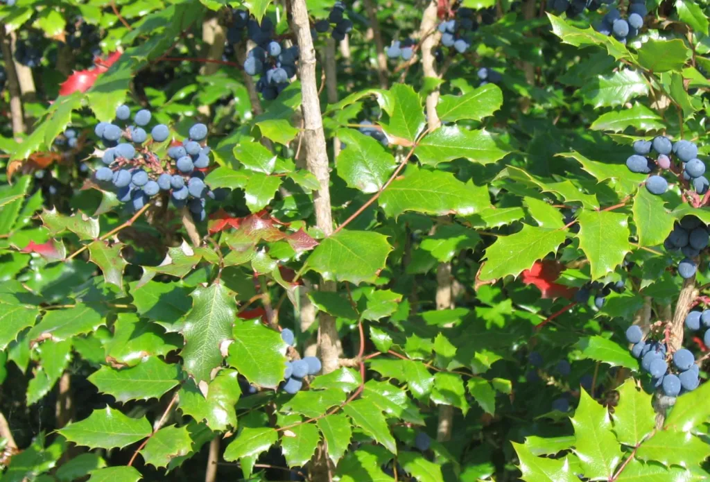 Hollyleaved Barberry (Mahonia aquifolium) – plant photo