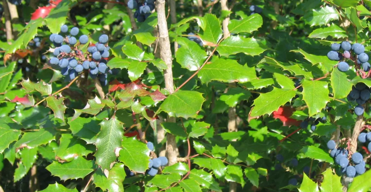 Hollyleaved Barberry (Mahonia aquifolium) – plant photo
