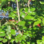 Hollyleaved Barberry (Mahonia aquifolium) – characteristic appearance, plant photo