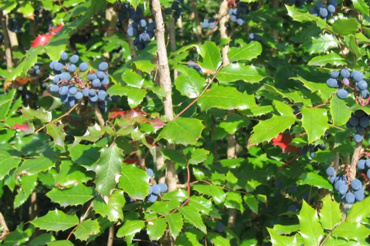 Berberysy