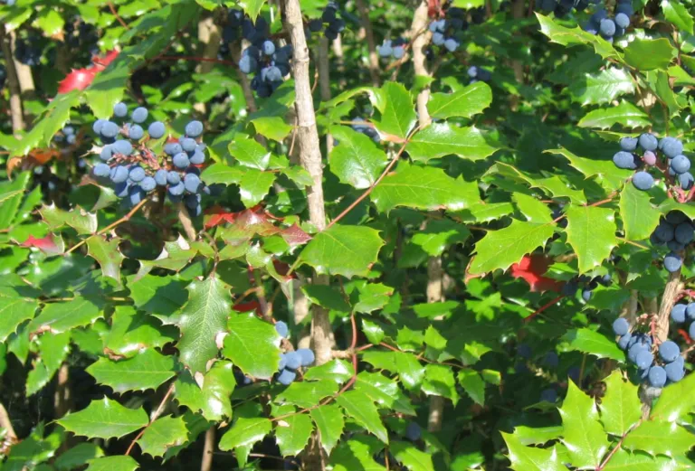 Mahonia aquifolium