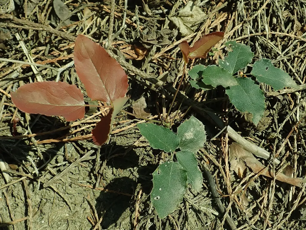 Hollyleaved Barberry (Mahonia aquifolium) – in a garden setting, plant photo