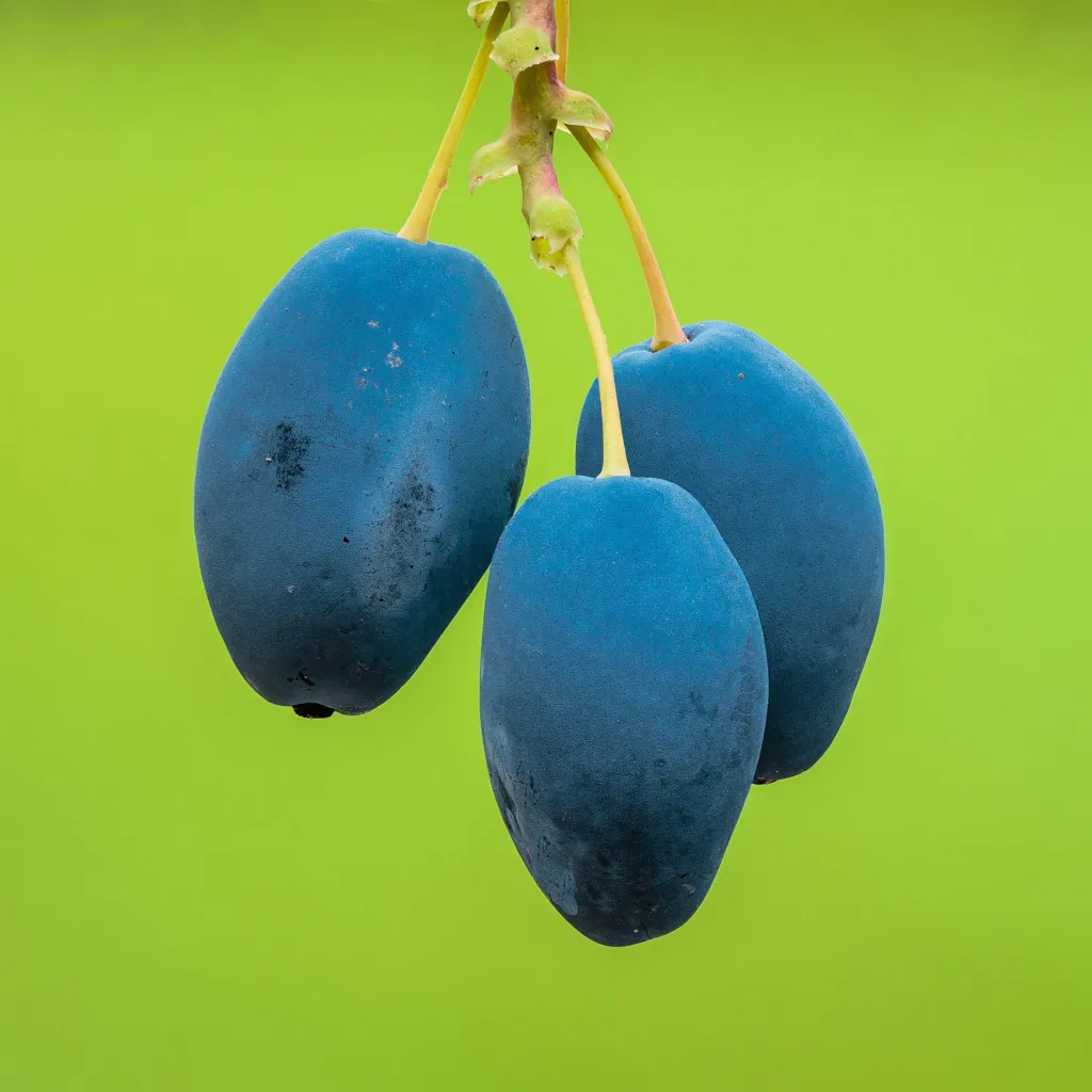 Hollyleaved Barberry (Mahonia aquifolium) – fruit in close-up, plant photo