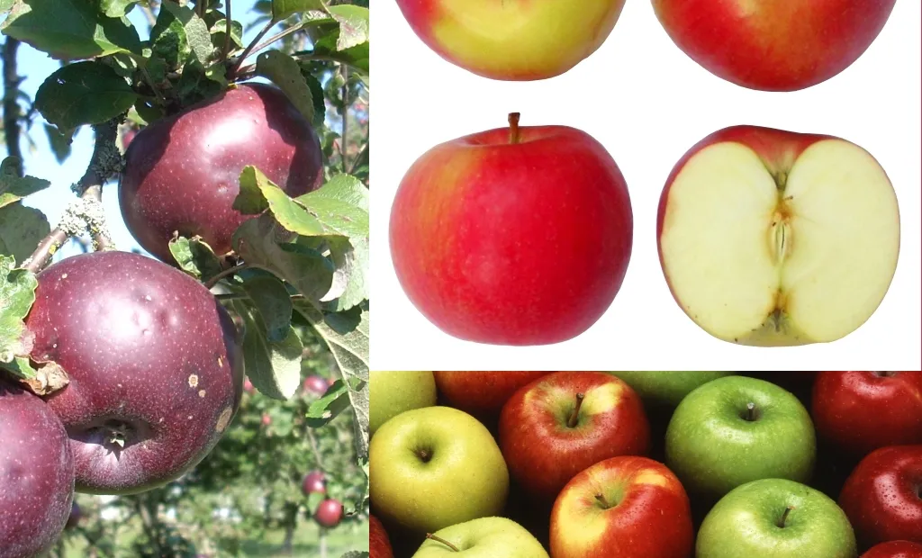 apple tree (Malus domestica) – plant photo