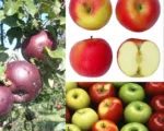 Apple tree (Malus domestica) care guide