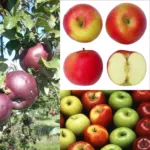apple tree (Malus domestica) – characteristic appearance, plant photo