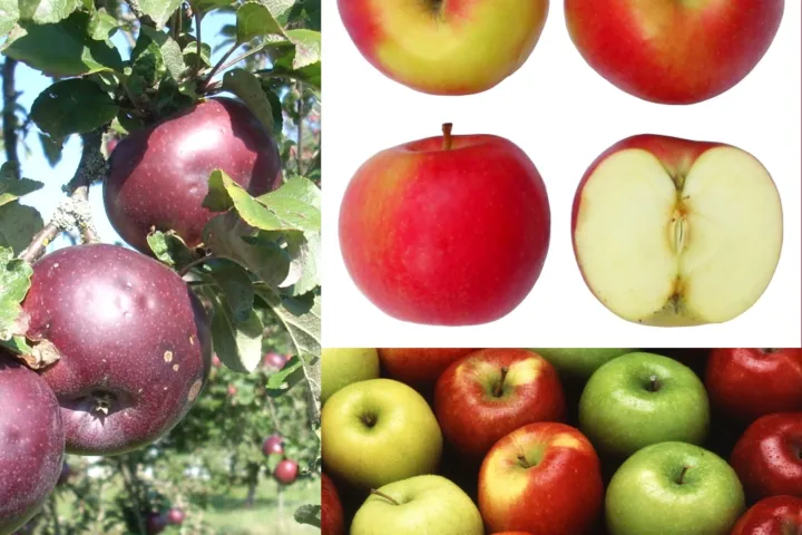 Malus domestica