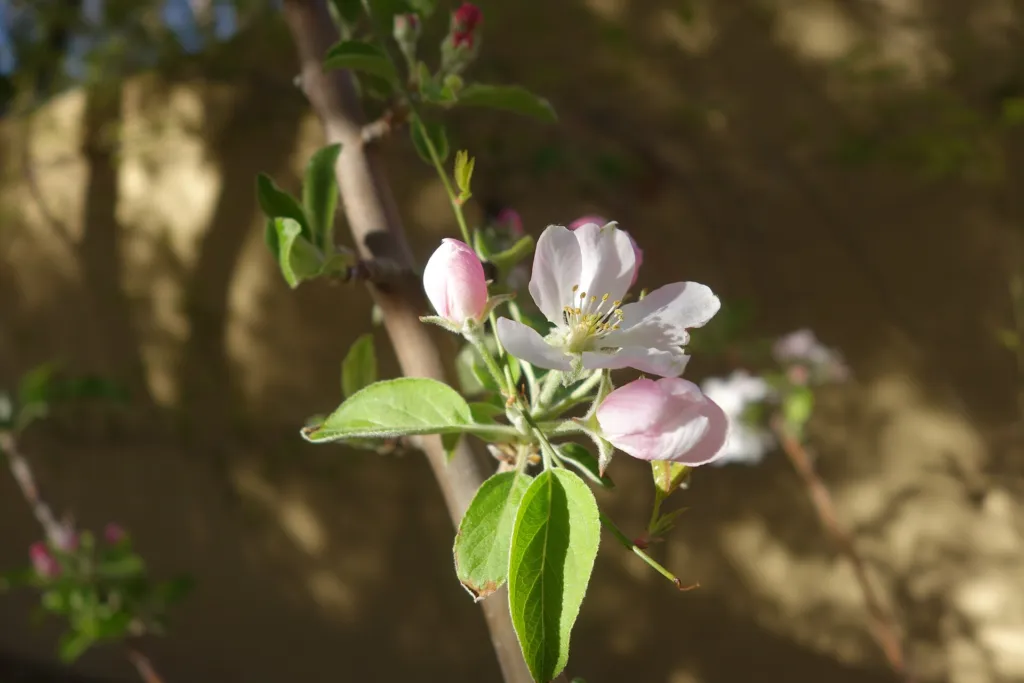 apple tree (Malus domestica) – flowers in close-up, plant photo