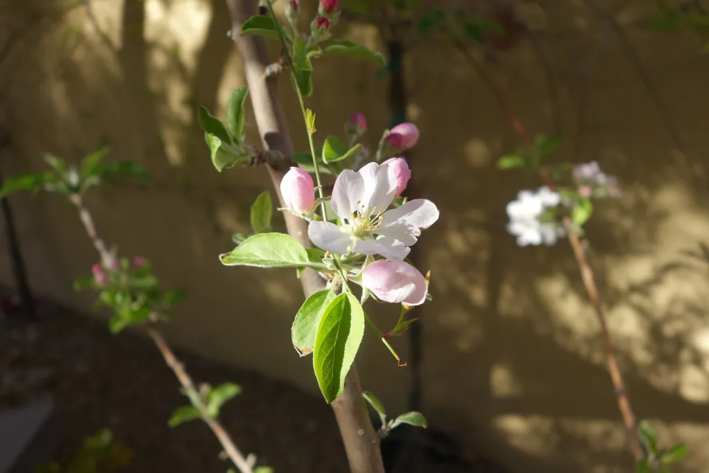 apple tree (Malus domestica) – flowers in close-up, plant photo