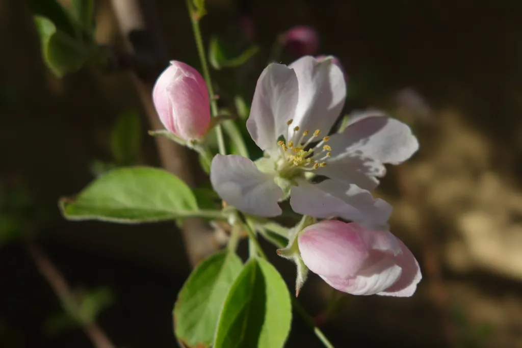 apple tree (Malus domestica) – flowers in close-up, plant photo