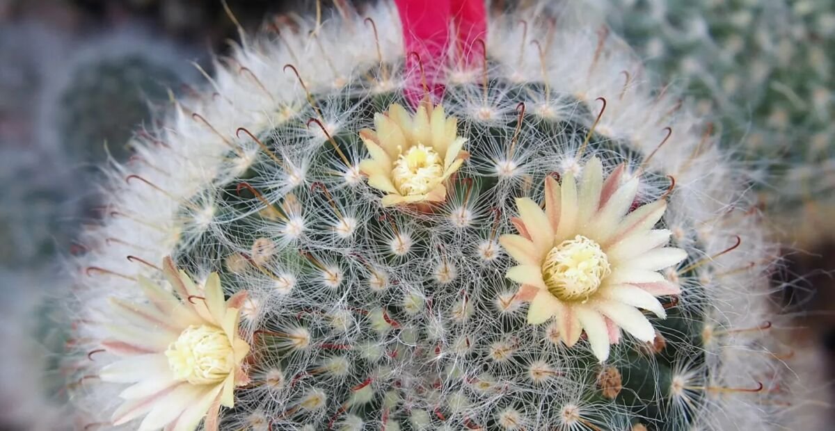 mamilária bocaská (Mammillaria bocasana) – fotografia rastliny